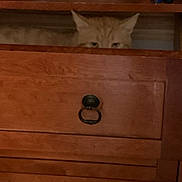 Meow Meow joined the competition — help win amazing prizes! animal, brown, cabinet, cat, closeup, curiosity, drawer_handle, eyes, furniture, hiding, home, indoor, mystery, orange_cat, peeking, pet, quiet, shelf, storage, wooden_drawer