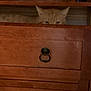 animal, brown, cabinet, cat, closeup, curiosity, drawer_handle, eyes, furniture, hiding, home, indoor, mystery, orange_cat, peeking, pet, quiet, shelf, storage, wooden_drawer