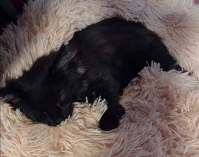 Nugget is registered to the contest to win money with this photo: canidae, carnivore, cat, cat_bed, cat_supply, comfort, companion_dog, dog, dog_breed, felidae, fur, mammal, pet_supply, small_to_medium_sized_cats, snout, sporting_group, tail, vertebrate, whiskers, working_animal