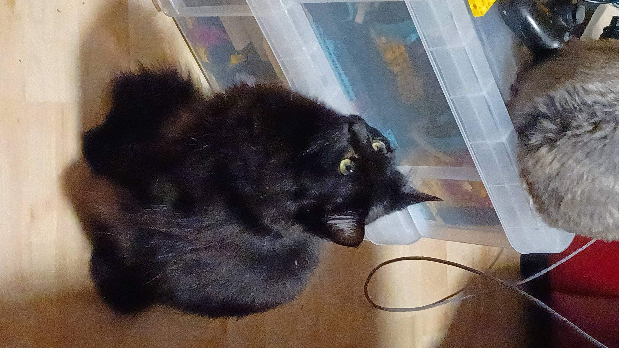 Nugget joined the competition — help win amazing prizes! black_cat, bombay, carnivore, cat, claw, domestic_short_haired_cat, felidae, flooring, fur, hardwood, room, small_to_medium_sized_cats, snout, tail, terrestrial_animal, whiskers, window