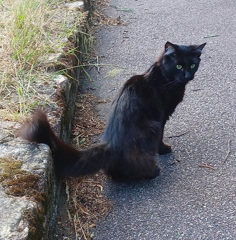 Nugget joined the competition — help win amazing prizes! asphalt, black_cat, bombay, carnivore, cat, claw, domestic_short_haired_cat, felidae, fur, grass, paw, plant, road_surface, shadow, sitting, small_to_medium_sized_cats, snout, tail, terrestrial_animal, whiskers