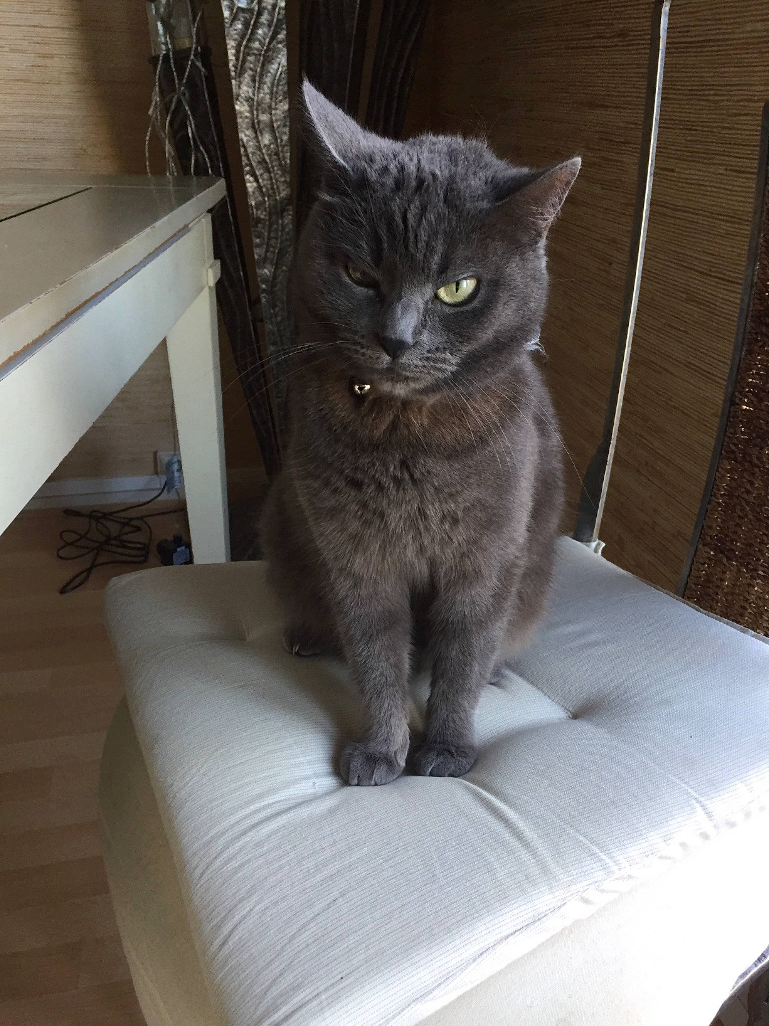 Princesse participe au concours pour gagner de l'argent avec cette photo : black_cat, carnivore, cat, cat_supply, comfort, domestic_short_haired_cat, felidae, fur, grey, hardwood, russian_blue, sitting, small_to_medium_sized_cats, snout, tail, terrestrial_animal, whiskers, window