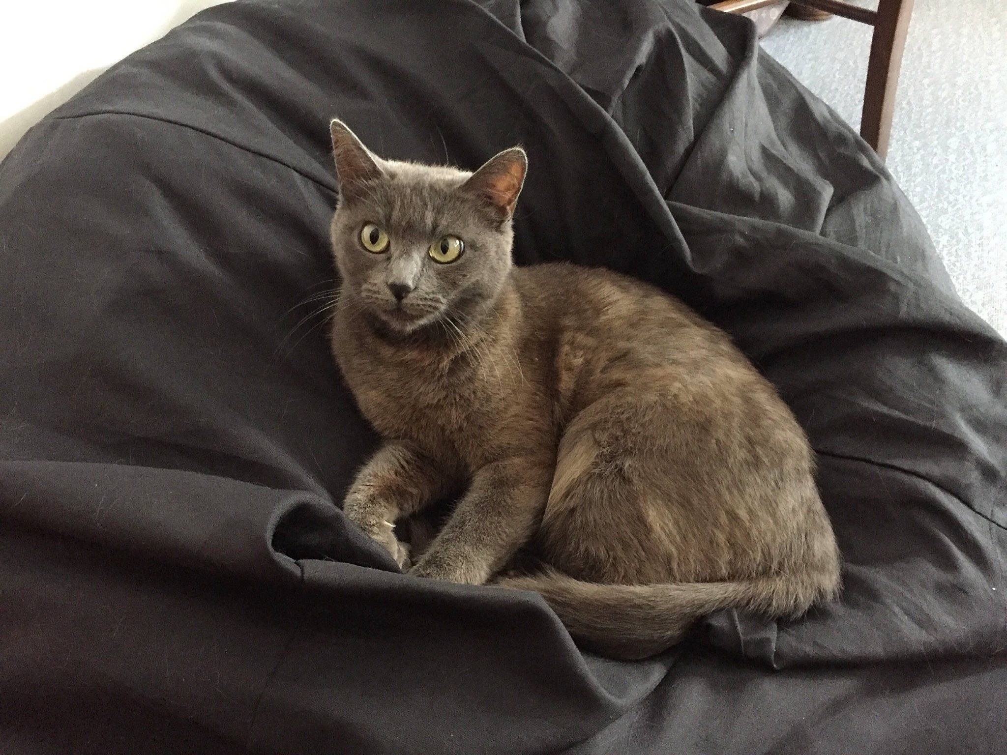 Princesse a rejoint le concours — aidez-le/la à gagner de superbes lots ! carnivore, cat, cat_supply, comfort, domestic_short_haired_cat, fawn, felidae, fur, grey, russian_blue, sitting, small_to_medium_sized_cats, snout, tail, whiskers, wildlife