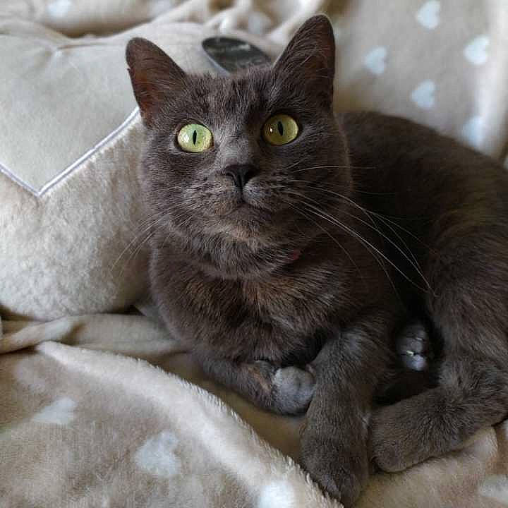 Princesse a rejoint le concours — aidez-le/la à gagner de superbes lots ! carnivore, cat, comfort, domestic_short_haired_cat, felidae, fur, grey, russian_blue, small_to_medium_sized_cats, snout, terrestrial_animal, whiskers