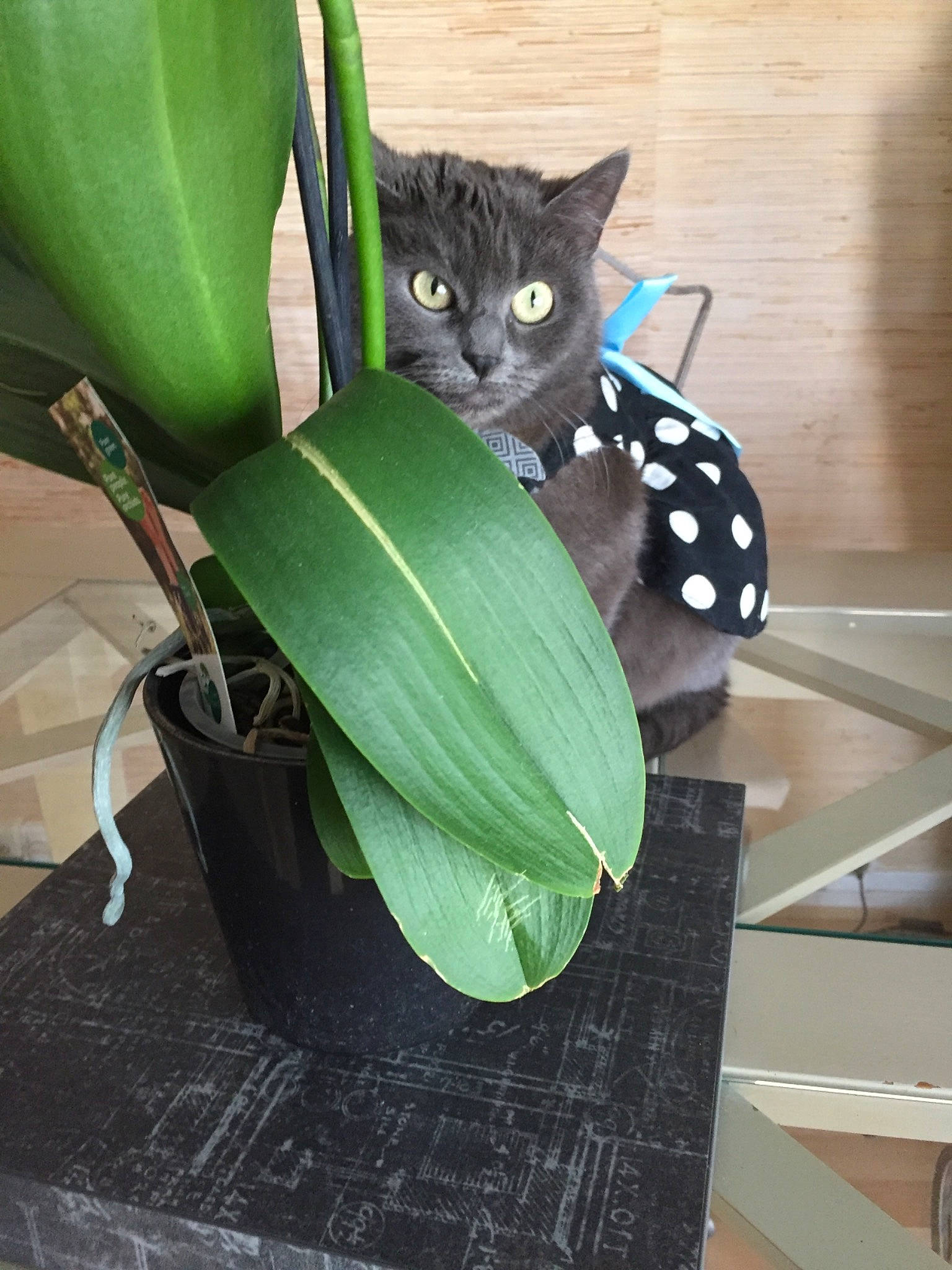 Princesse a rejoint le concours — aidez-le/la à gagner de superbes lots ! black_cat, carnivore, cat, comfort, domestic_short_haired_cat, felidae, fender, flowering_plant, flowerpot, grass, green, houseplant, pattern, plant, plant_stem, room, small_to_medium_sized_cats, tail, terrestrial_plant, whiskers