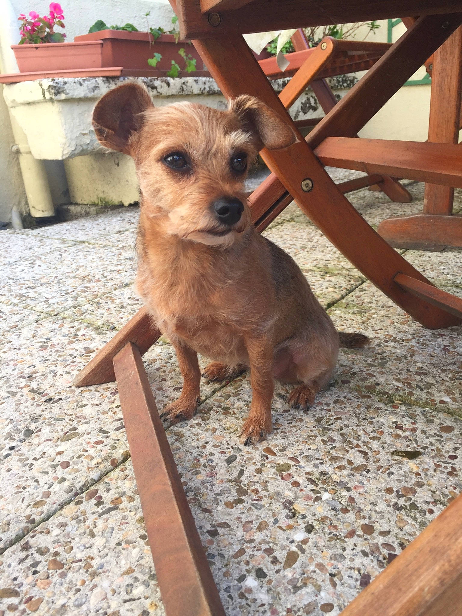 Joy participe au concours pour gagner de l'argent avec cette photo : canidae, carnivore, collar, companion_dog, dog, dog_breed, dog_clothes, dog_supply, fawn, fur, houseplant, pet_supply, snout, sporting_group, terrestrial_animal, terrier, toy_dog, wood, working_animal, working_terrier