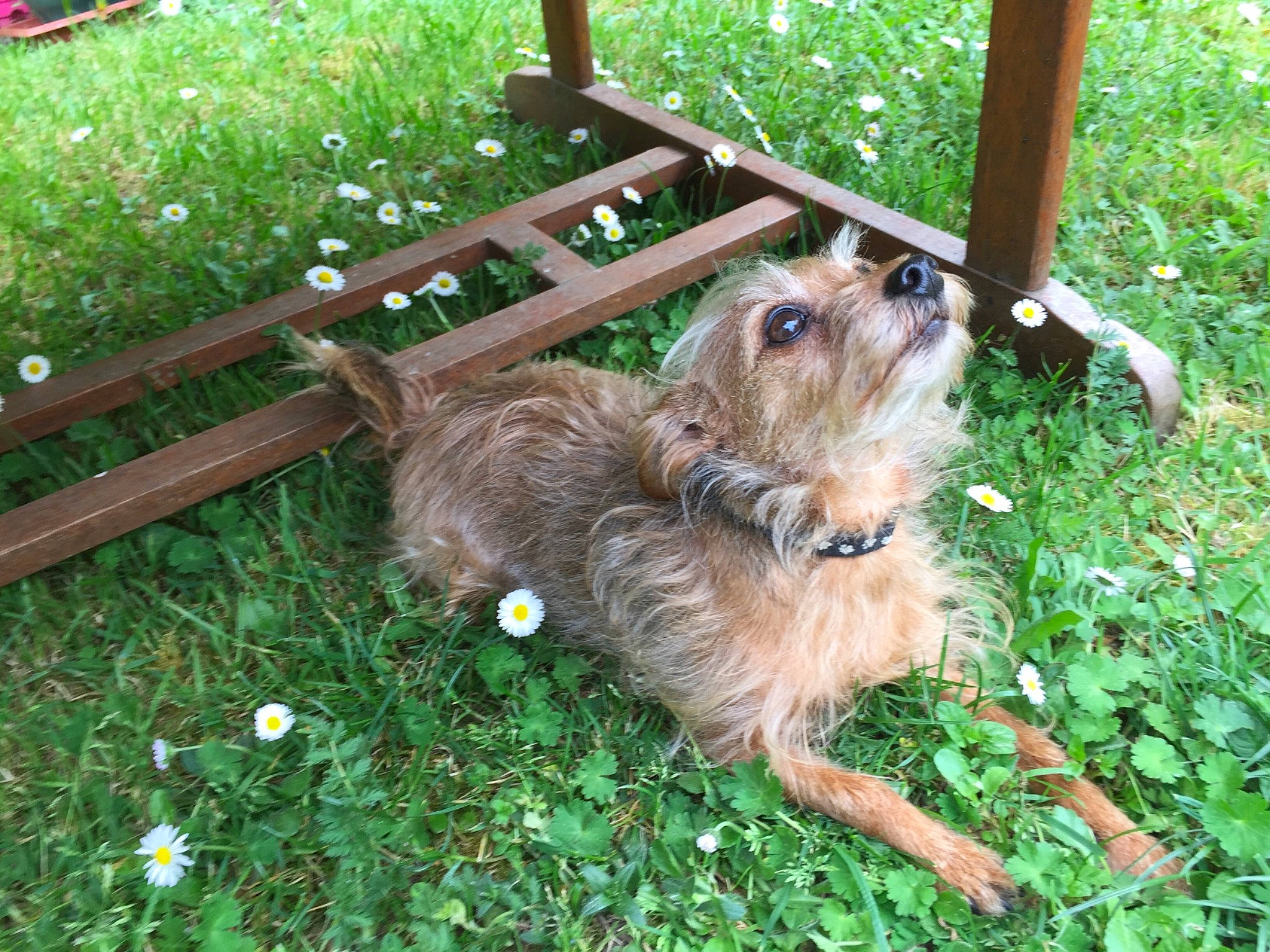 Joy a rejoint le concours — aidez-le/la à gagner de superbes lots ! australian_terrier, carnivore, companion_dog, dog, dog_breed, fawn, grass, groundcover, liver, outdoor_bench, outdoor_furniture, plant, small_terrier, snout, sporting_group, terrier, toy_dog, wood, working_animal, yorkshire_terrier