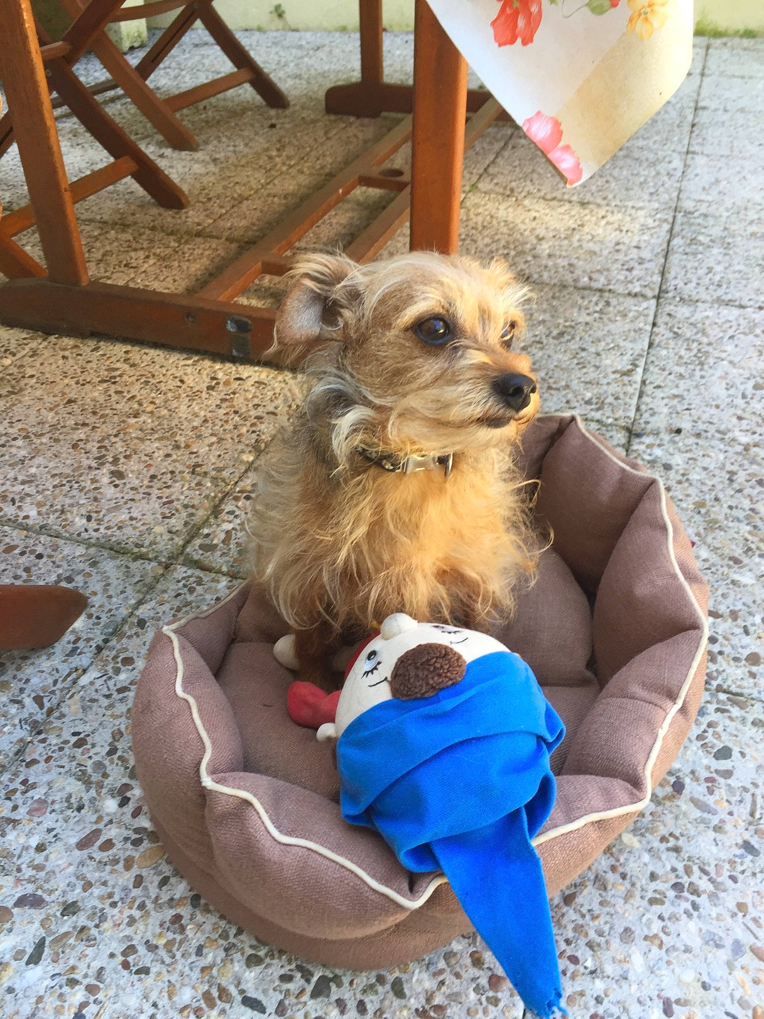 Joy participe au concours pour gagner de l'argent avec cette photo : carnivore, collar, companion_dog, dog, dog_breed, dog_clothes, dog_collar, dog_supply, electric_blue, fashion_accessory, fawn, fur, leash, liver, pet_supply, snout, sporting_group, toy_dog, wood, working_animal