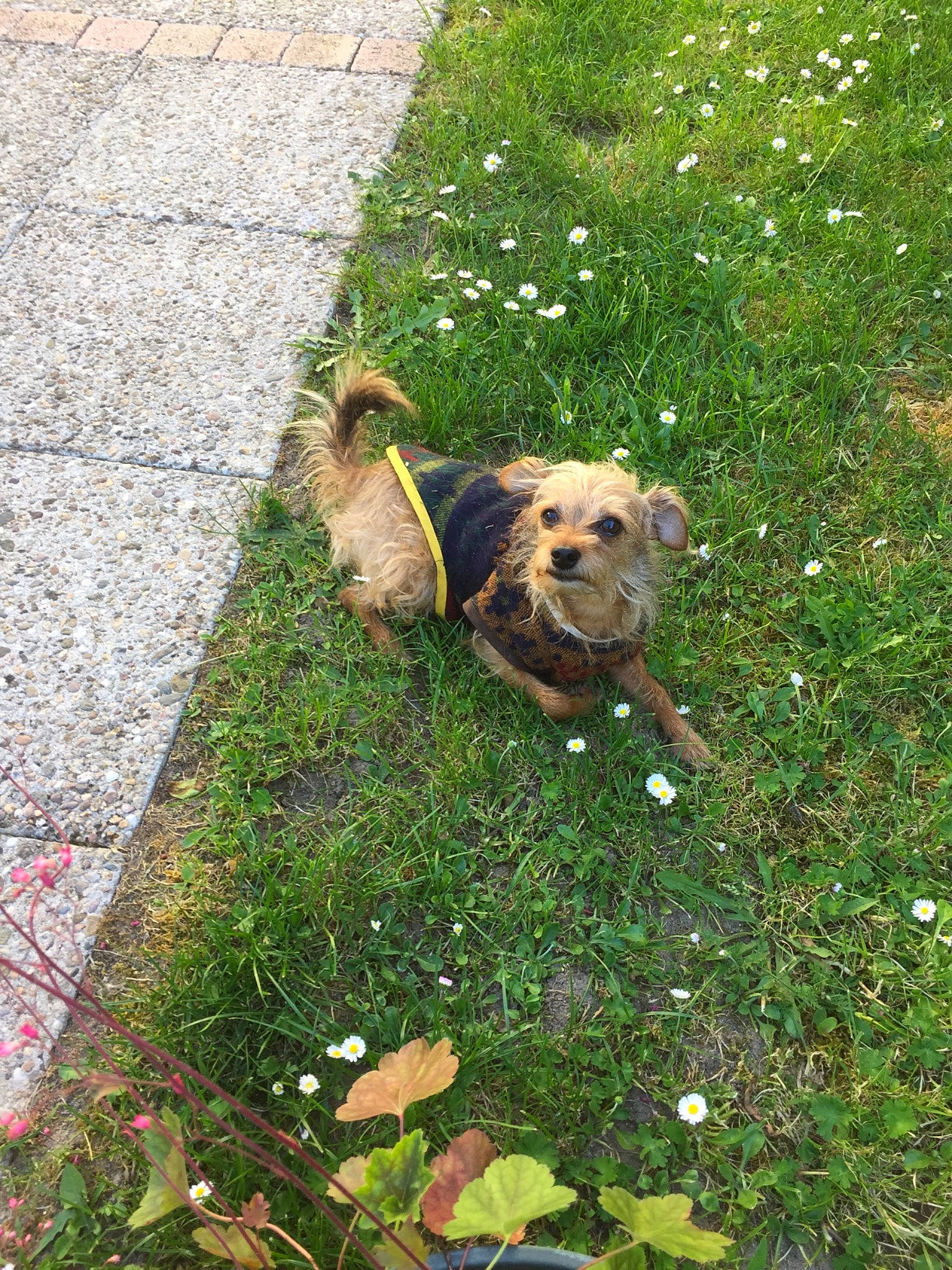Joy participe au concours pour gagner de l'argent avec cette photo : asphalt, carnivore, companion_dog, dog, dog_breed, fawn, flagstone, flower, garden_hose, grass, grass_family, groundcover, lawn, plant, road_surface, shrub, sidewalk, tail, terrier, walkway