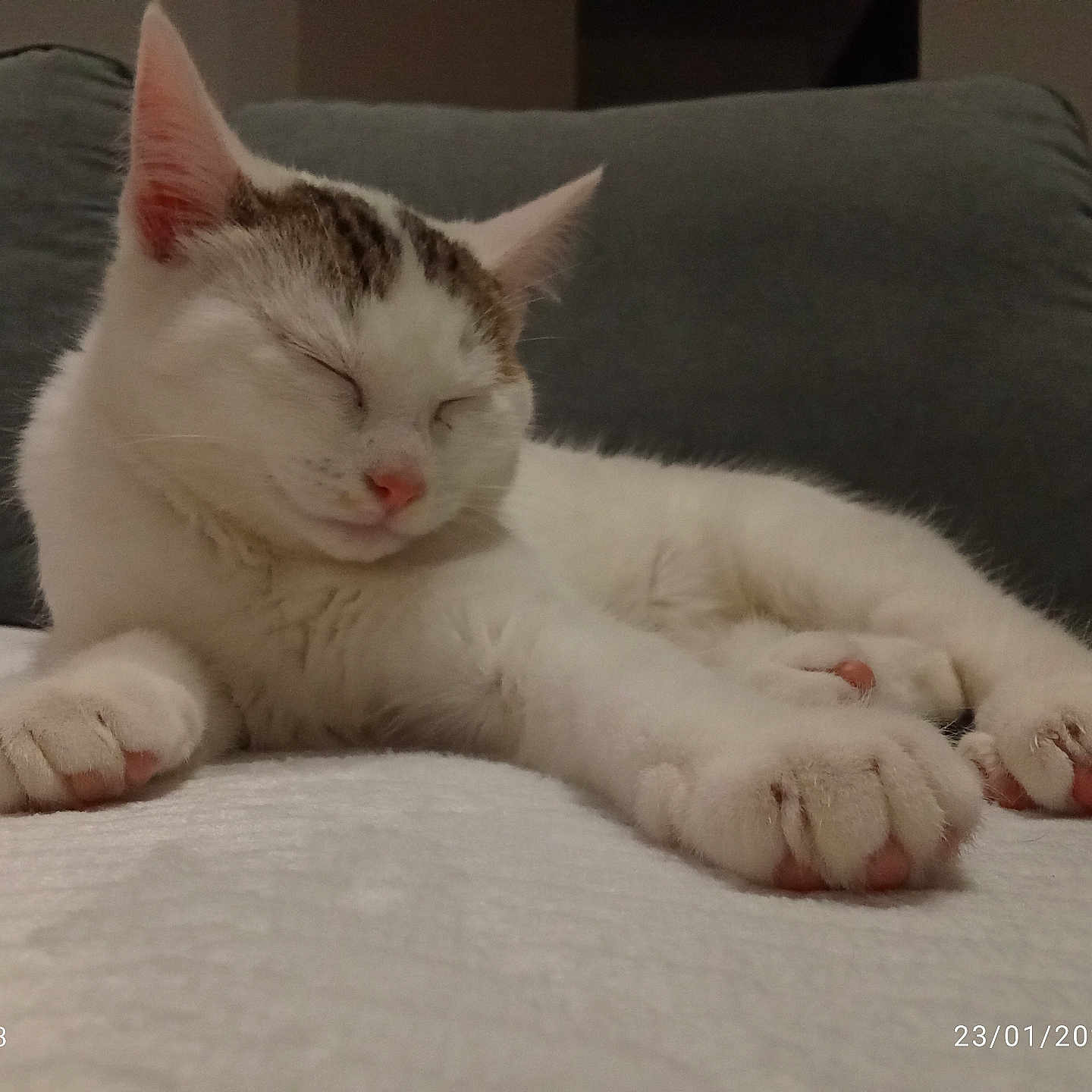 Pépito participe au concours pour gagner de l'argent avec cette photo : abyssinian, animal, architecture, building, cat, chair, couch, cushion, electronics, furniture, hardware, indoors, kitten, livingroom, manx, person, pet, room, siamese, sleeping