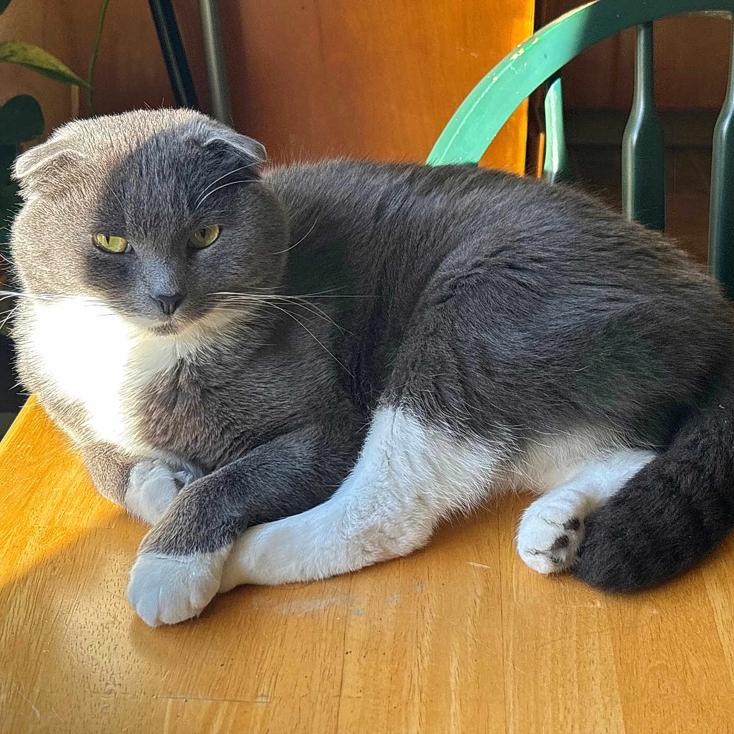 Maxine is registered to the contest to win money with this photo: cat, gray_cat, white_paws, table, wooden_table, indoor, sunlight, green_chair, plant, fur, pet, relaxed, animal, domestic_cat, whiskers, yellow_eyes, resting, cozy, houseplant, home