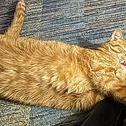 Missy is registered to the contest to win money with this photo: cat, orange_tabby, lying_down, carpet, tongue_out, relaxed, fluffy_fur, indoor, pet, cute, feline, striped, sleepy, cozy, domestic_animal, whiskers, paw, tail, resting, content