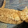 cat, orange_tabby, lying_down, carpet, tongue_out, relaxed, fluffy_fur, indoor, pet, cute, feline, striped, sleepy, cozy, domestic_animal, whiskers, paw, tail, resting, content