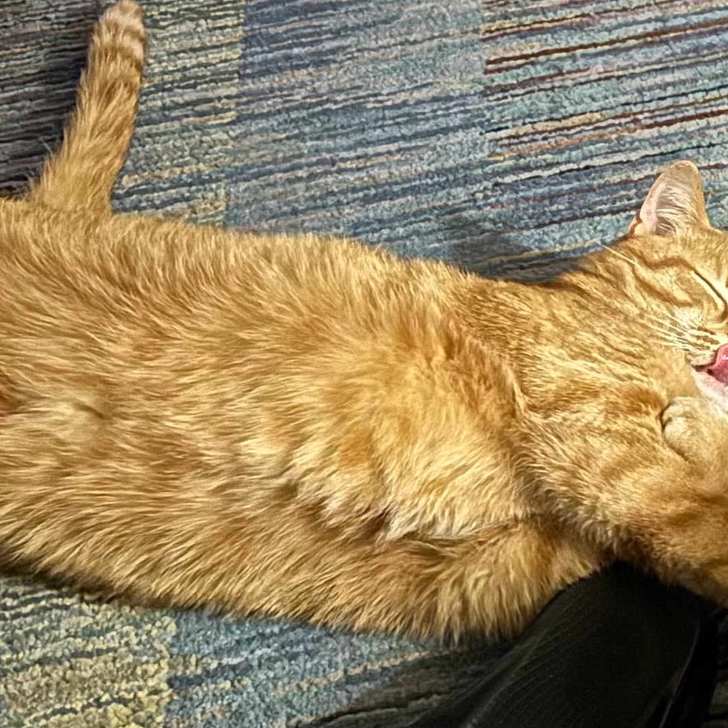 Missy is registered to the contest to win money with this photo: cat, orange_tabby, lying_down, carpet, tongue_out, relaxed, fluffy_fur, indoor, pet, cute, feline, striped, sleepy, cozy, domestic_animal, whiskers, paw, tail, resting, content