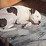Rouge is registered to the contest to win money with this photo: dog, sleeping, white_dog, brown_patches, indoor, floor_mat, marble_pattern, sunlight, cozy, resting, pet, animal, quiet, peaceful, relaxation, wooden_floor, door, nap, domestic, canine