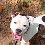 dog, white_dog, black_spots, tongue_out, happy, pet, animal, outside, leaves, grass, collar, canine, nature, daylight, playful, ears, smiling, looking_up, ground, cute