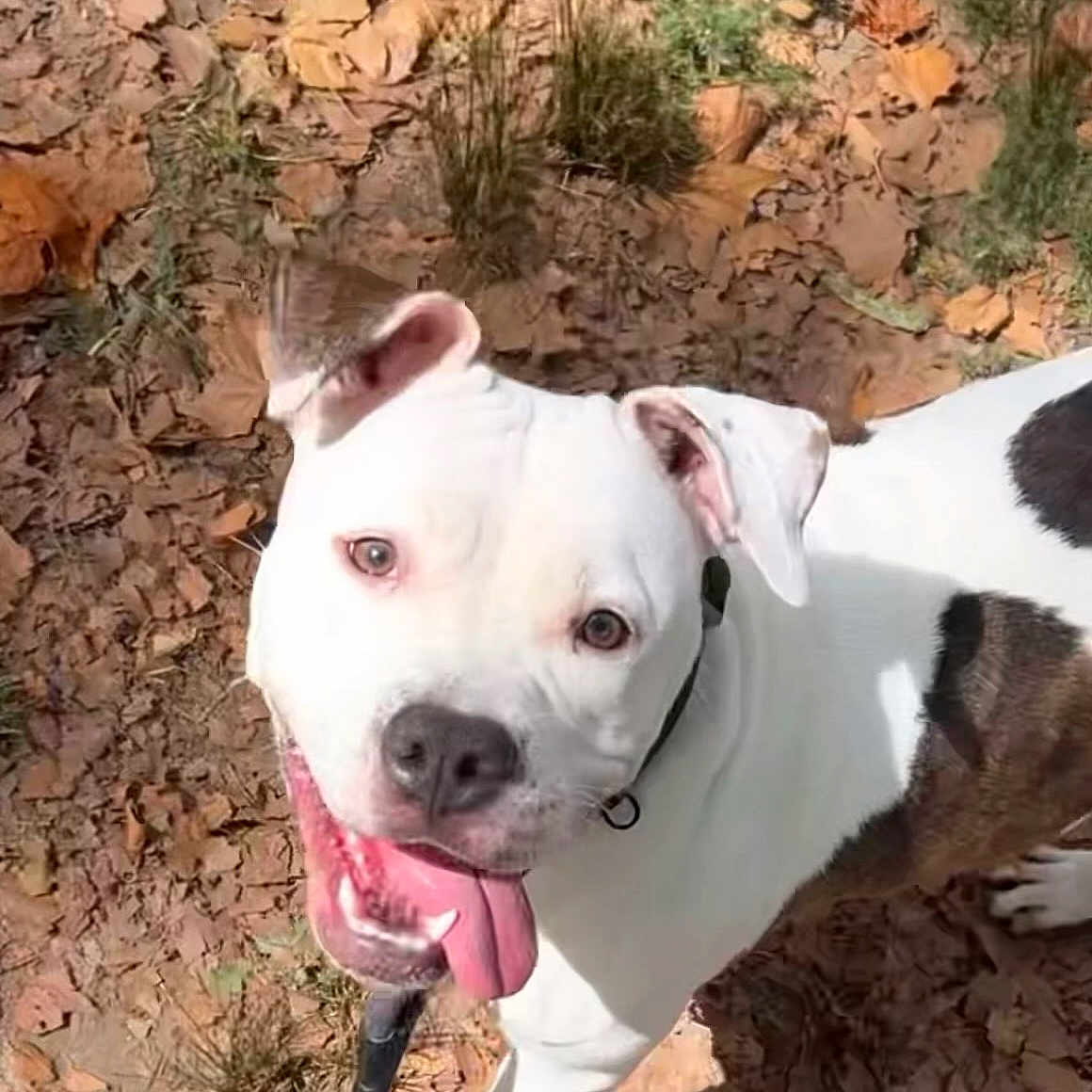 Rouge joined the competition — help win amazing prizes! animal, black_spots, canine, collar, cute, daylight, dog, ears, grass, ground, happy, leaves, looking_up, nature, outside, pet, playful, smiling, tongue_out, white_dog