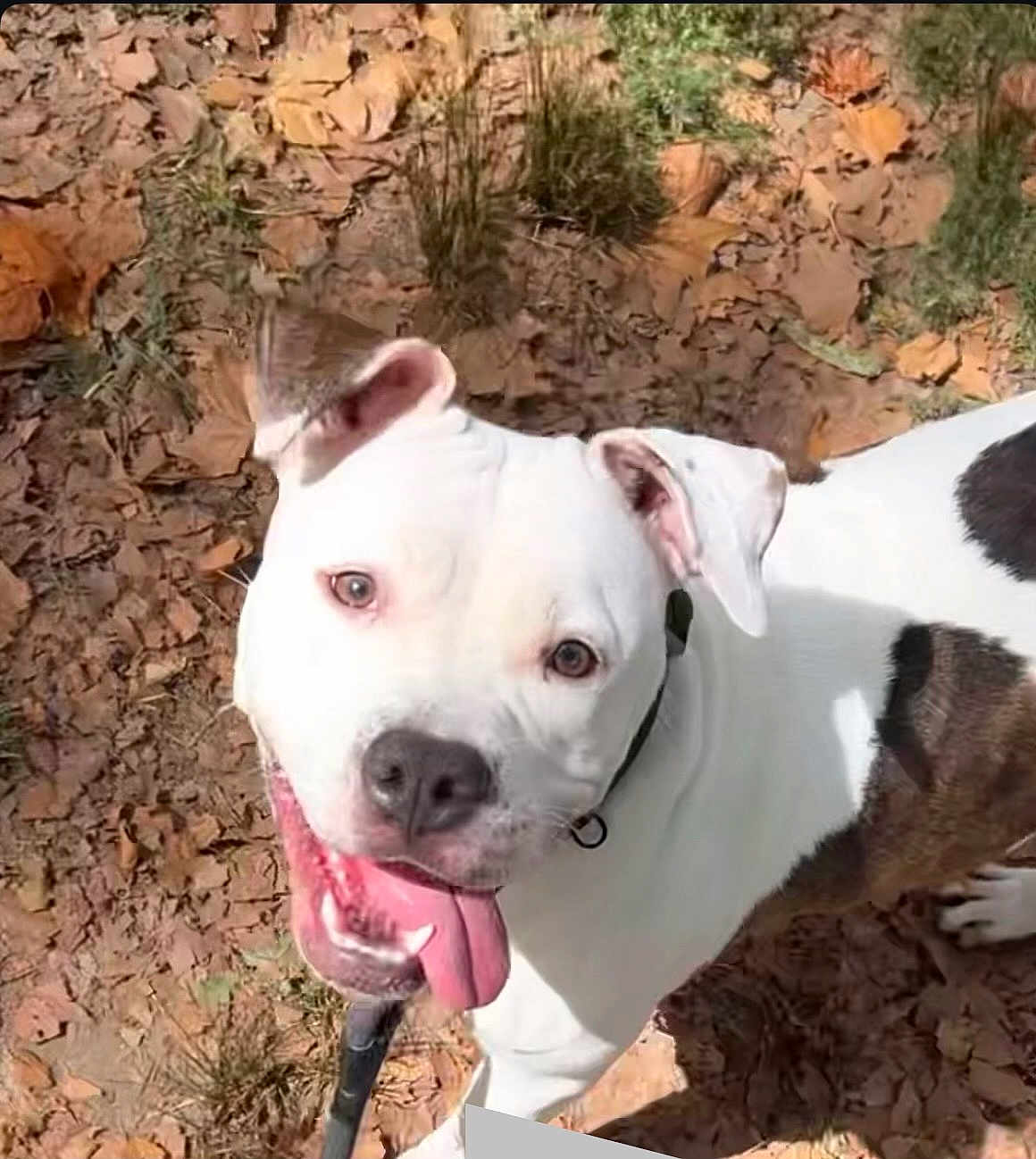 Rouge joined the competition — help win amazing prizes! dog, white_dog, black_spots, tongue_out, happy, pet, animal, outside, leaves, grass, collar, canine, nature, daylight, playful, ears, smiling, looking_up, ground, cute