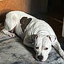Rouge is registered to the contest to win money with this photo: dog, white_dog, brown_patch, lying_down, indoor, rug, wooden_wall, sunlight, pet, animal, canine, floor, relaxed, ears, paw, snout, portrait, looking_up, companion, cozy