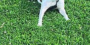Rouge joined the competition — help win amazing prizes! dog, white_dog, black_patches, grass, greenery, outdoor, pet, canine, tongue_out, happy, smiling, collar, leash, nature, field, summer, playful, animal, resting, sunlight