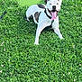 dog, white_dog, black_patches, grass, greenery, outdoor, pet, canine, tongue_out, happy, smiling, collar, leash, nature, field, summer, playful, animal, resting, sunlight