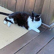 Munch is registered to the contest to win money with this photo: animal, black_and_white, calm, cat, daylight, domestic_animal, fur, mammal, mat, nature, outdoor, paw, pet, quiet, relaxed, resting, side_view, whiskers, wooden_deck, wooden_fence