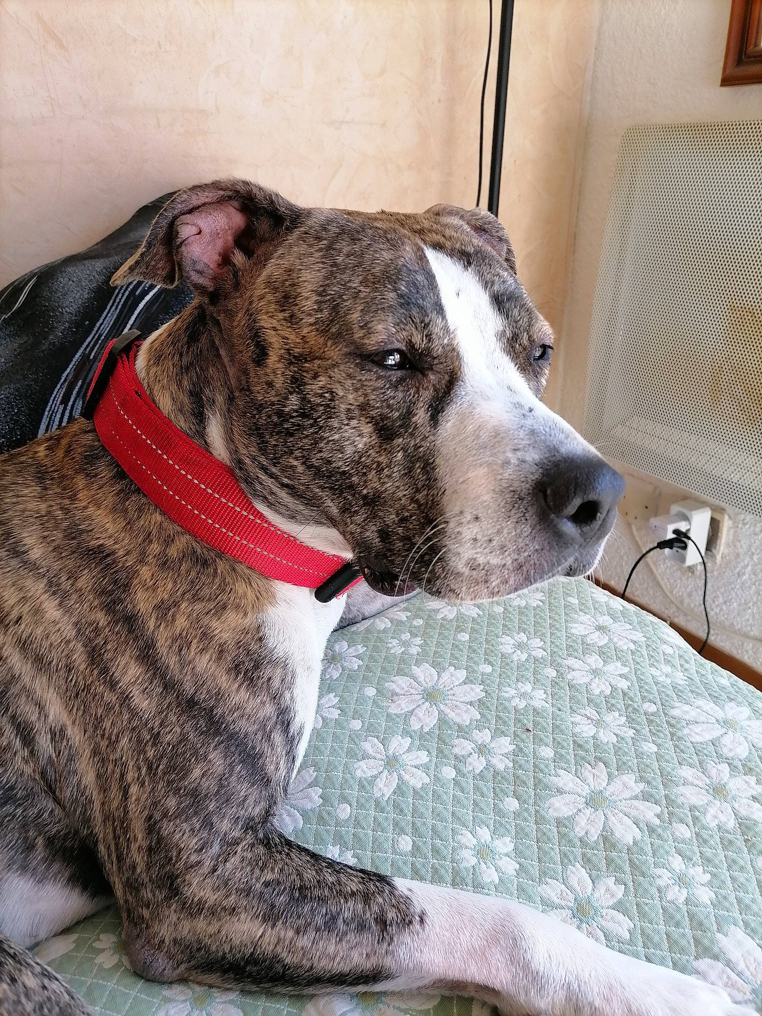 Pamela a rejoint le concours — aidez-le/la à gagner de superbes lots ! canidae, carnivore, cimarron_uruguayo, collar, companion_dog, dog, dog_breed, dog_collar, dogo_sardesco, fawn, guard_dog, pet_supply, picture_frame, snout, sporting_group, terrestrial_animal, whiskers, window, working_animal, working_dog