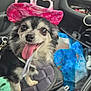 dog, chihuahua, hat, pink, sunglasses, car, seat, tongue_out, pet, animal, cute, happy, inside, accessory, face, small_dog, vehicle_interior, leash, black_and_white, tongue