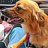 brown_fur, canine, car_interior, collar, cup, dashboard, daylight, dog, fur, happy, human_leg, jeans, lap, panting, pet, purple_collar, seat, seatbelt, travel, window