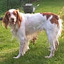 accessories, animal, architecture, canine, cockerspaniel, computerhardware, dog, electronics, fountain, grass, hardware, hound, lawn, monitor, papillon, pet, plant, pointer, strap, water