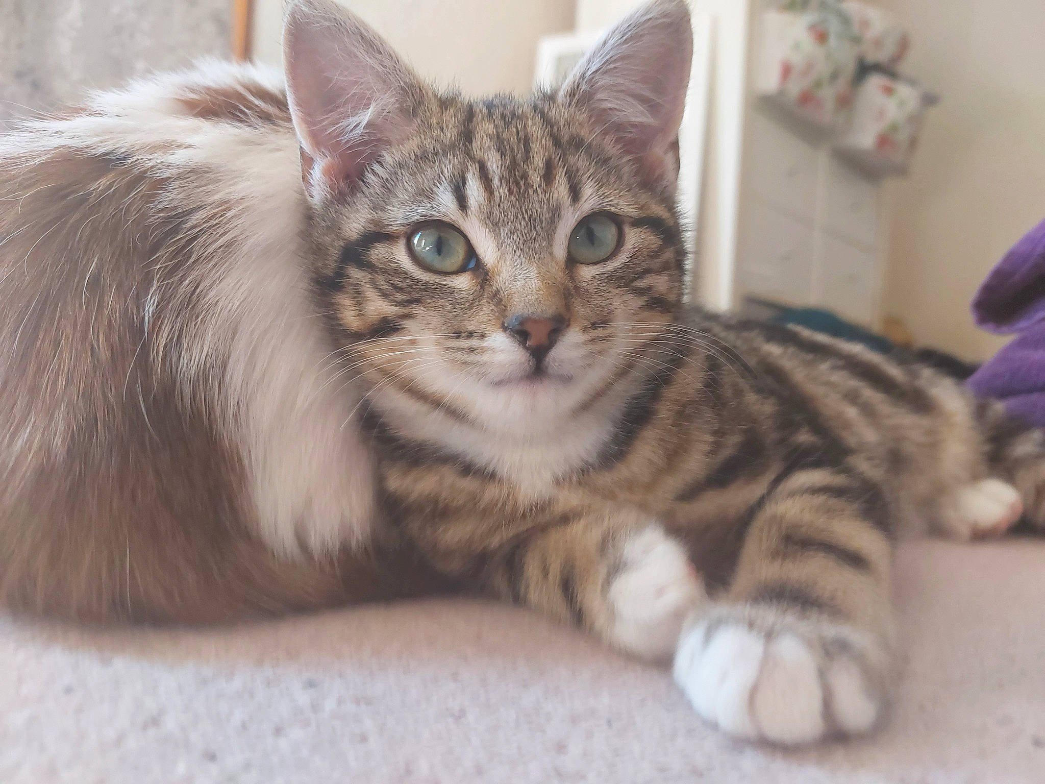 Ziggy joined the competition — help win amazing prizes! carnivore, cat, claw, domestic_short_haired_cat, felidae, fur, paw, small_to_medium_sized_cats, terrestrial_animal, whiskers