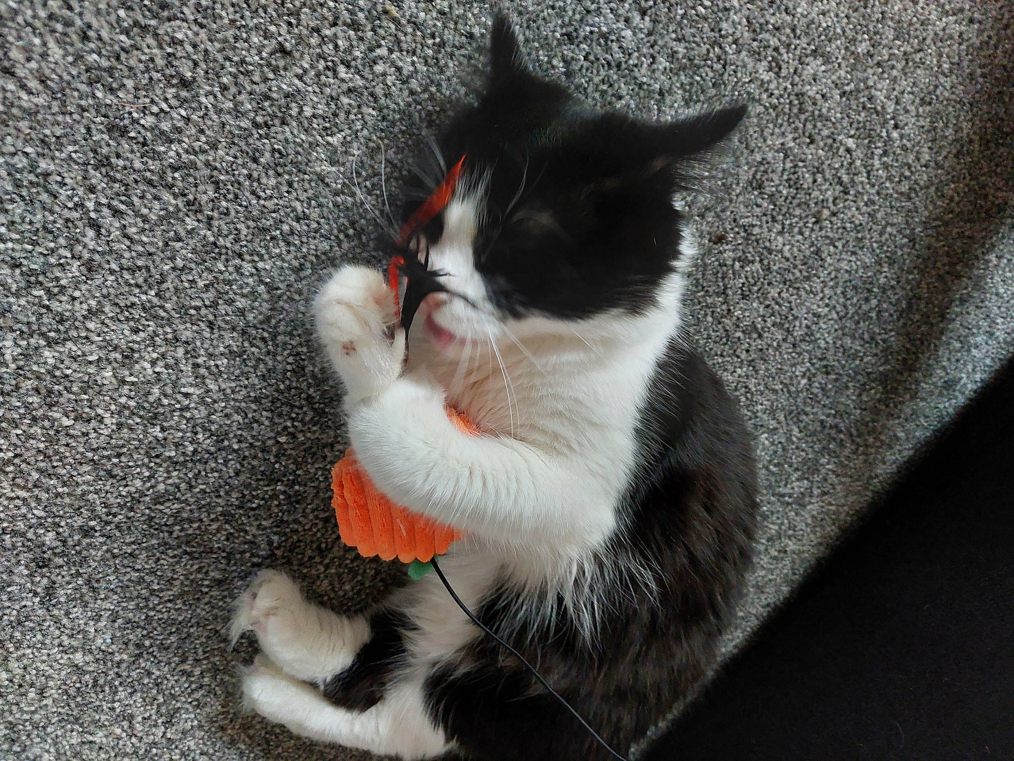 Gizmo joined the competition — help win amazing prizes! carmine, carnivore, cat, claw, domestic_short_haired_cat, felidae, flooring, foot, fur, grey, paw, sitting, small_to_medium_sized_cats, snout, tail, whiskers