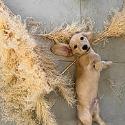 Banger participe au concours pour gagner de l'argent avec cette photo : puppy, dog, golden, lying_down, back, portrait, face, ears, eyes, nose, indoor, tile_floor, wall, pampas_grass, dried_grass, decor, blue_toy, pet, cute, playful