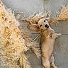 puppy, dog, golden, lying_down, back, portrait, face, ears, eyes, nose, indoor, tile_floor, wall, pampas_grass, dried_grass, decor, blue_toy, pet, cute, playful