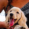 Banger participe au concours pour gagner de l'argent avec cette photo : puppy, dog, golden_retriever, pet, animal, tongue, happy, smiling, floppy_ears, fur, paws, black_nose, portrait, person, woman, braid, necklace, indoor, table, close_up