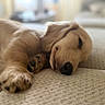 dog, puppy, golden_retriever, sleeping, lying_down, paw, floppy_ears, nose, fur, pet, animal, indoors, couch, sofa, cozy, relaxed, portrait, close_up, shallow_depth_of_field, home