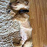 Banger participe au concours pour gagner de l'argent avec cette photo : dog, puppy, golden_dog, lying_down, belly_up, sleeping, relaxed, fluffy, golden_fur, black_collar, paws, indoor, carpet, shaggy_rug, wooden_floor, home, cute, pet, closeup, playful