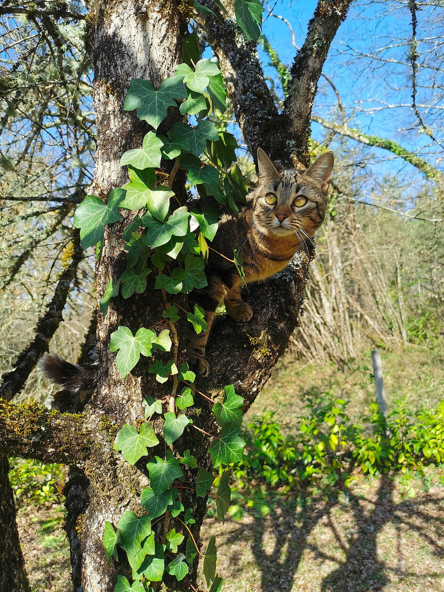 Lady Gaga participe au concours pour gagner de l'argent avec cette photo : annual_plant, deciduous, flowering_plant, forest, grass, groundcover, herb, jungle, landscape, natural_landscape, plant, shrub, sky, temperate_broadleaf_and_mixed_forest, terrestrial_plant, tree, trunk, twig, wood, woodland
