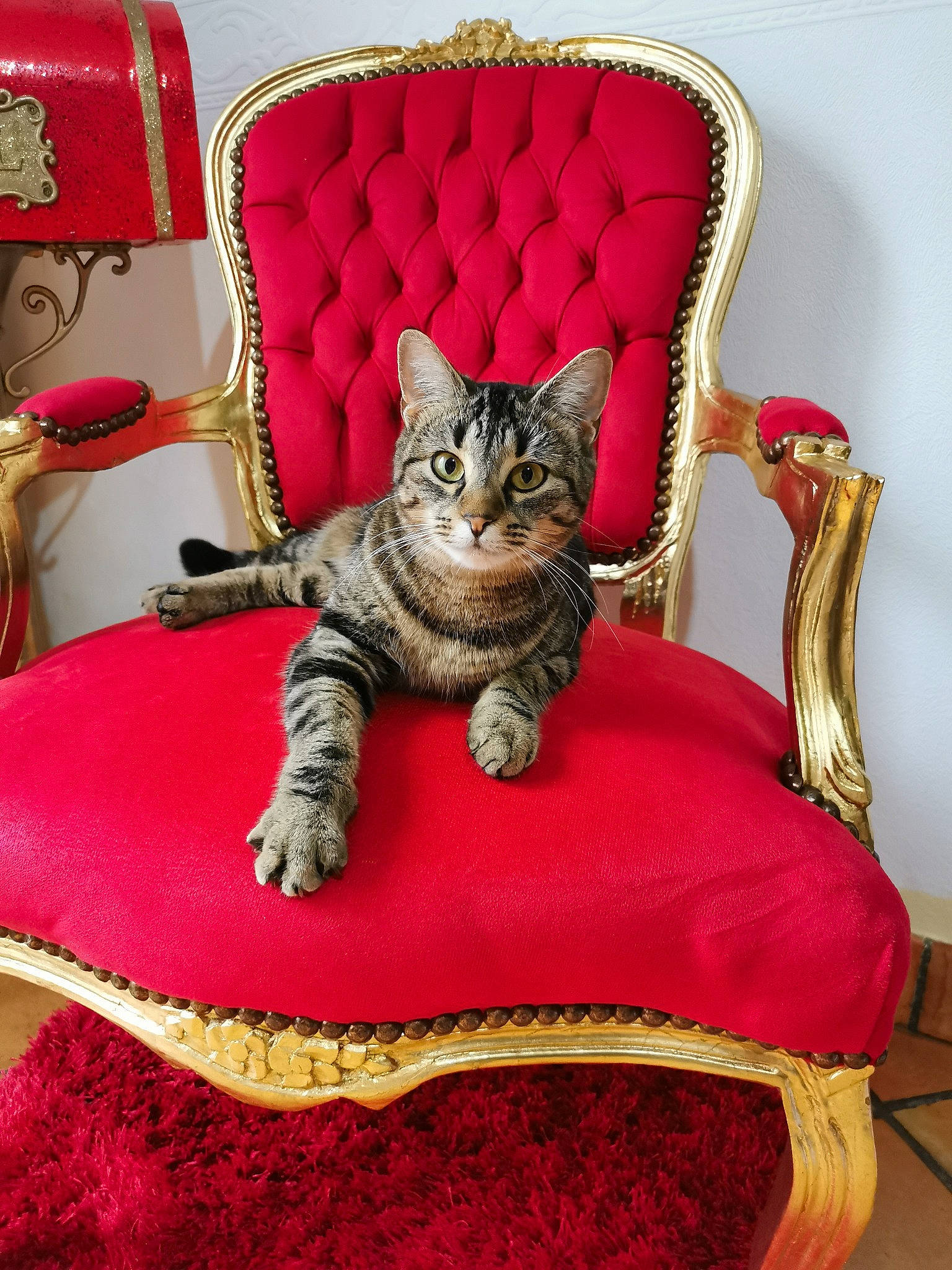 Lady Gaga a rejoint le concours — aidez-le/la à gagner de superbes lots ! carnivore, cat, cat_supply, chair, comfort, domestic_short_haired_cat, felidae, flooring, fur, furniture, interior_design, magenta, pet_supply, room, small_to_medium_sized_cats, studio_couch, tail, textile, whiskers, wood