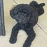 dog, poodle, black, curly_fur, lying_down, floor, tile, indoor, pet, animal, chair_leg, furniture, cute, mischievous, looking_up, paw, canine, companion, relaxed, fur