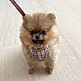 dog, puppy, pomeranian, small_dog, fluffy, pet, animal, harness, leash, indoor, floor, cute, adorable, walking, young, fur, canine, domestic_animal, companion, mammal