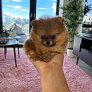 Canelle a rejoint le concours — aidez-le/la à gagner de superbes lots ! puppy, dog, pomeranian, fluffy, hand, indoor, living_room, plant, pink_rug, table, window, sky, clouds, furniture, cozy, cute, pet, animal, small, adorable