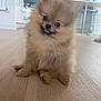 Canelle a rejoint le concours — aidez-le/la à gagner de superbes lots ! puppy, dog, pomeranian, fluffy, tongue_out, indoor, wooden_floor, pet, cute, small_dog, animal, fur, home, domestic_animal, sitting, playful, adorable, young_dog, canine, floor
