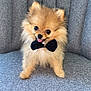 Canelle participe au concours pour gagner de l'argent avec cette photo : dog, puppy, pomeranian, fluffy, bow_tie, cute, pet, small_dog, sitting, tongue_out, indoor, chair, grey_chair, fur, animal, adorable, portrait, companion, friendly, domestic_animal