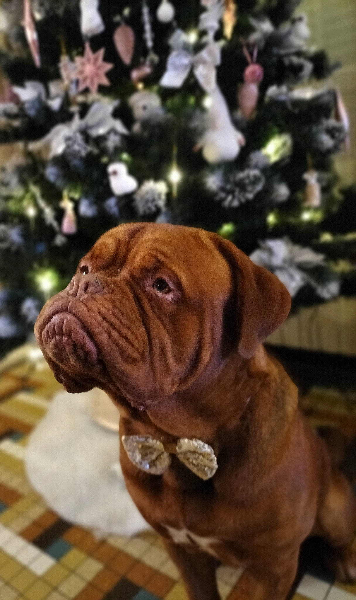S'Yule participe au concours pour gagner de l'argent avec cette photo : bulldog, canidae, carnivore, collar, companion_dog, dog, dog_breed, dog_collar, fawn, flower, liver, petal, plant, rose_family, rose_order, snout, sporting_group, working_animal, working_dog, wrinkle