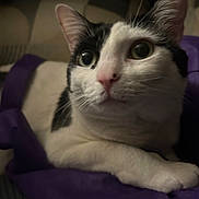 Obesity joined the competition — help win amazing prizes! cat, black_and_white, close_up, curious, wide_eyes, resting, purple_fabric, indoor, pet, animal, whiskers, pink_nose, soft_light, fur, portrait, cozy, looking, ears, paw, domestic_cat