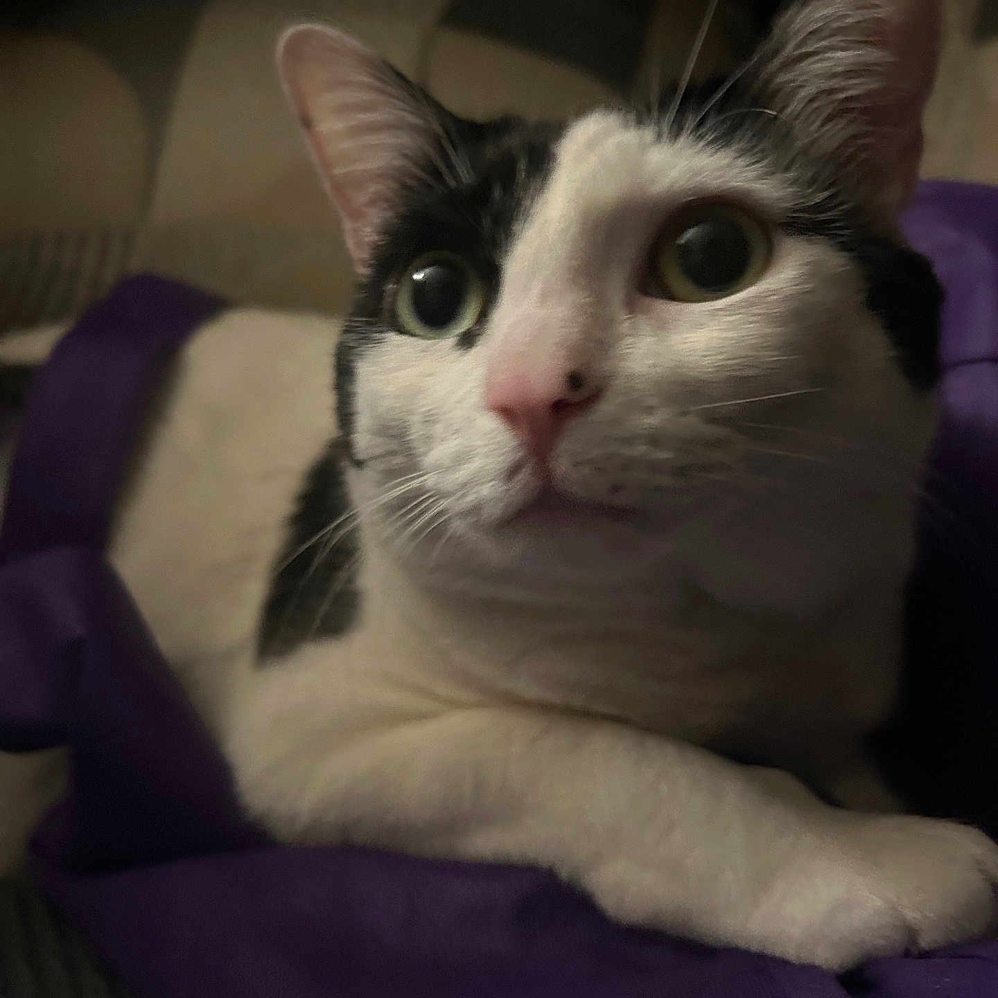 Obesity joined the competition — help win amazing prizes! cat, black_and_white, close_up, curious, wide_eyes, resting, purple_fabric, indoor, pet, animal, whiskers, pink_nose, soft_light, fur, portrait, cozy, looking, ears, paw, domestic_cat