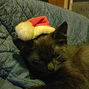 Bunny joined the competition — help win amazing prizes! cat, kitten, black_cat, sleeping, santa_hat, holiday, blue_blanket, cozy, indoor, pet, feline, resting, cute, animal, fur, whiskers, paw, domestic_cat, warm, soft