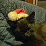 cat, kitten, black_cat, sleeping, santa_hat, holiday, blue_blanket, cozy, indoor, pet, feline, resting, cute, animal, fur, whiskers, paw, domestic_cat, warm, soft