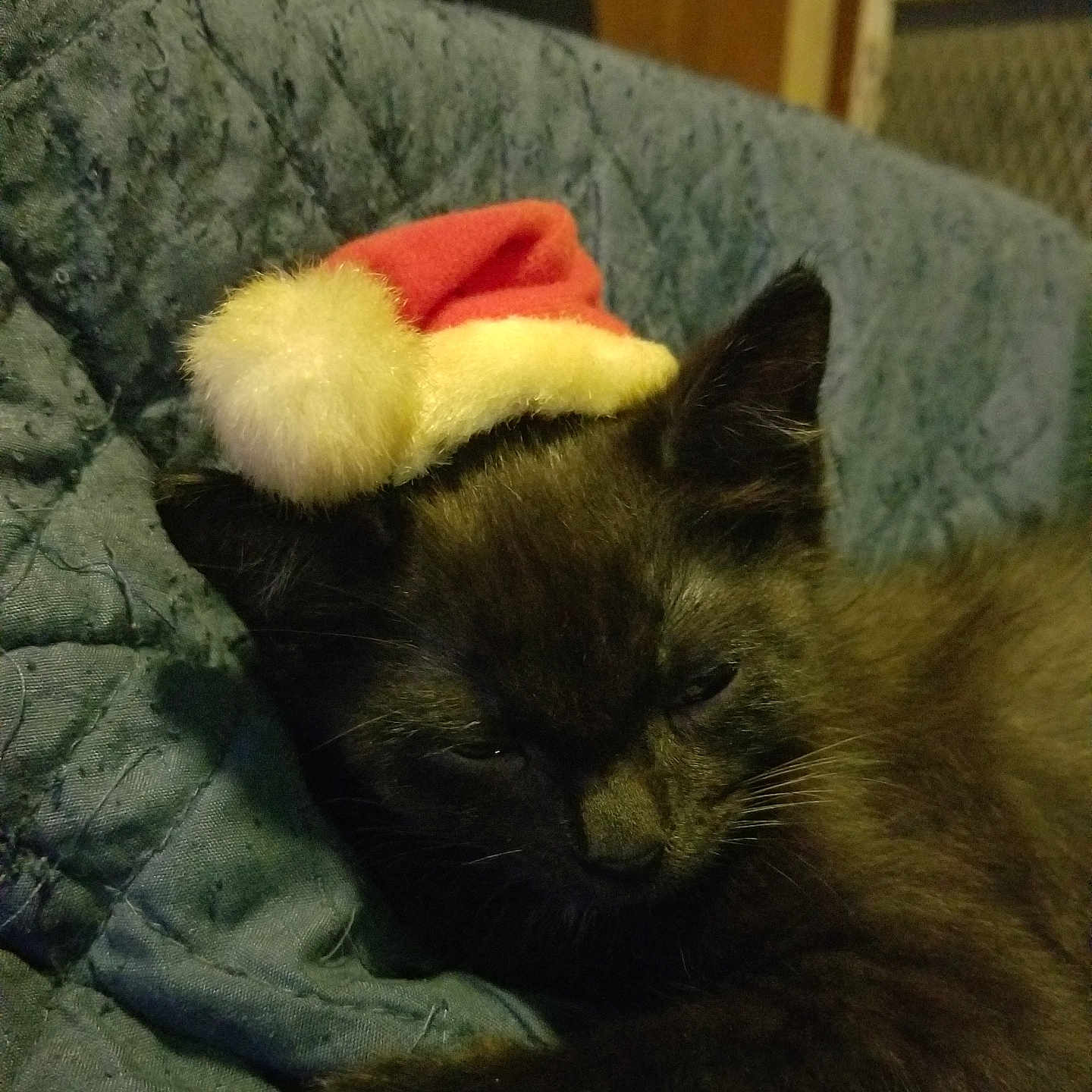 Bunny joined the competition — help win amazing prizes! animal, black_cat, blue_blanket, cat, cozy, cute, domestic_cat, feline, fur, holiday, indoor, kitten, paw, pet, resting, santa_hat, sleeping, soft, warm, whiskers